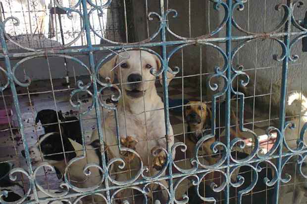 A casa abandonada abrigava 137 cachorros doentes, desnutridos e que foram acolhidos por instituies de apoio aos animais. Foto: Projeto Mascote de Rua/Divulgao