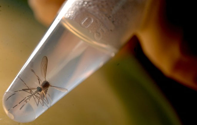 Especialistas acreditam que a chikungunya  a mais debilitante que a dengue e a zika. Foto: AFP Photo (Especialistas acreditam que a chikungunya  a mais debilitante que a dengue e a zika. Foto: AFP Photo)