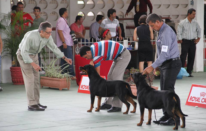 Haverá uma exposição especializada da raça Rottweiler. Foto: Kennel Club/Divulgação Haverá uma exposição especializada da raça Rottweiler. Foto: Kennel Club/Divulgação