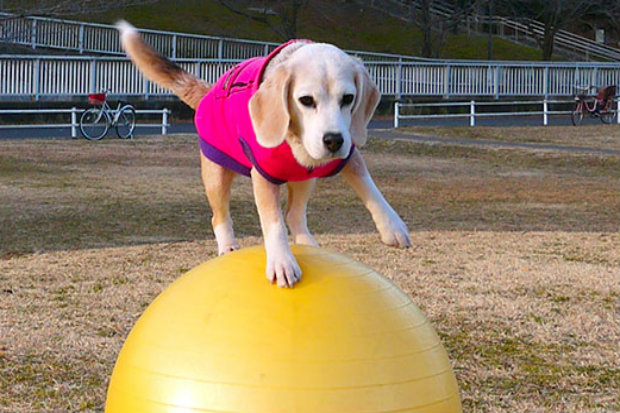 A rotina da cadela inclui 15 minutos de treino por dia.
Foto: Guinness World/Reproduo.