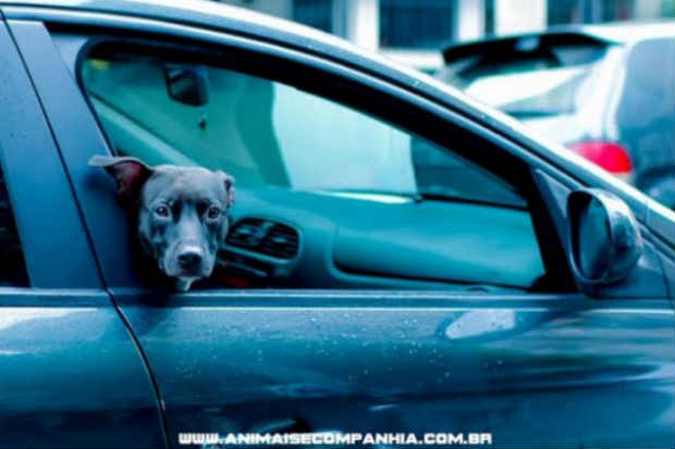 A ao foi uma parceria entre Uber, DogHero (plataforma de hospedagem domiciliar que seleciona o melhor anfitrio para cuidar do animal na ausncia do tutor) e Instituto Luisa Mell (que cuida de animais de rua, abandonados ou vtimas de maus-tratos). Foto: Divulgao/Animais e Companhia