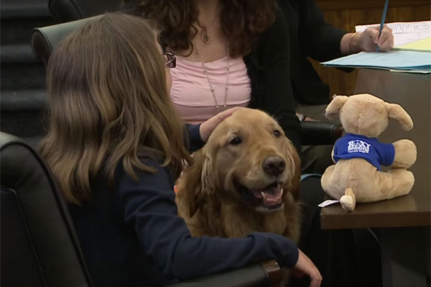 Já há várias organizações voluntárias que oferecem os serviços dos "cães-terapeutas". Foto: YouTube/Reprodução Já há várias organizações voluntárias que oferecem os serviços dos "cães-terapeutas". Foto: YouTube/Reprodução