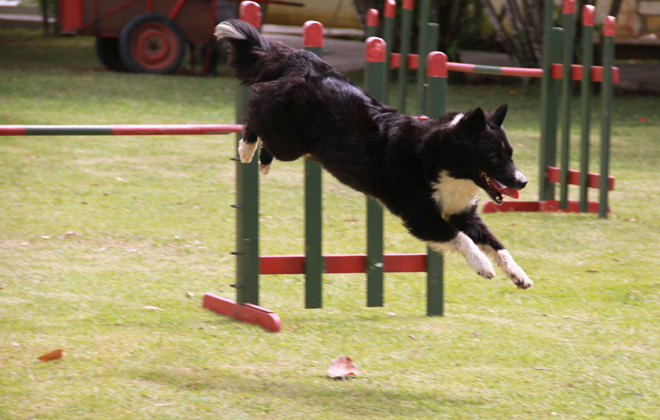 Etapa contar com a participao das categorias Iniciante, Grau I e Open 2 e 3. Foto: Kennel Club de Pernambuco/Divulgao