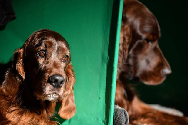 'Verme do coração' ataca cerca de 25% dos cães em todo o país.
Foto: AFP/ Oli Scarff. 'Verme do coração' ataca cerca de 25% dos cães em todo o país.
Foto: AFP/ Oli Scarff.
