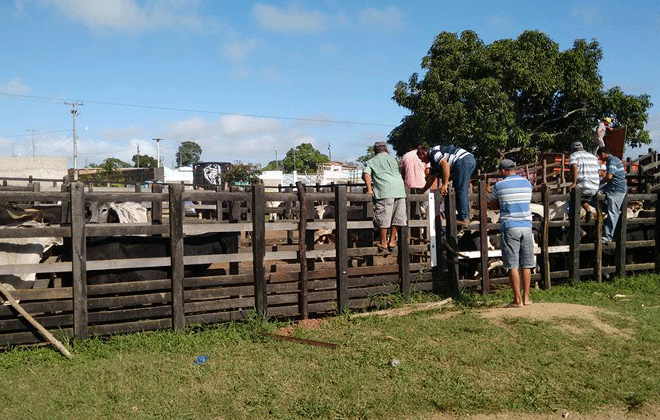 Entre os animais comercializados esto bovinos, ovinos, sunos, caprinos e equinos. Foto: Luis Francisco Prates/Esp. DP