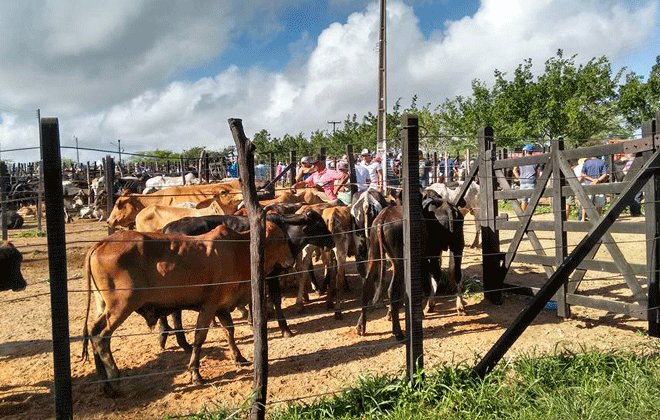 A feira de gado de Limoeiro acontece uma vez por semana, sempre s quintas-feiras, das 5h ao meio-dia. Foto: Luis Francisco Prates/Esp. DP