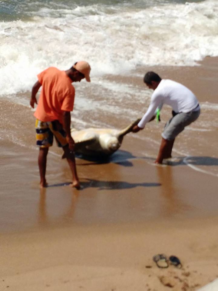 Animal, de grande porte, foi retirado do mar por frequentadores da orla. Foto: Hortncia Soares / Reproduo Facebook