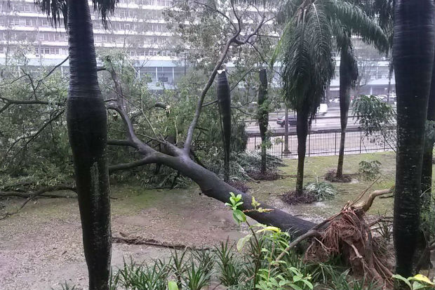 Um poste e uma rvore caram em frente ao Hospital das Clnicas. Foto: Steve Augusto/ Reproduo/ Facebook