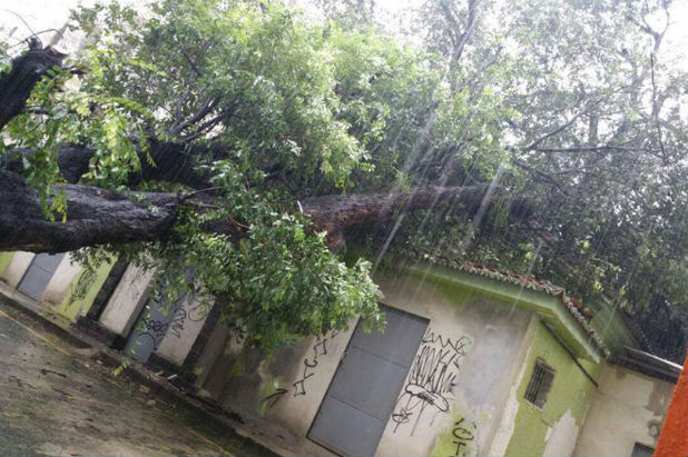 Na Avenida Joo de Barros a rvore atingiu o telhado de uma casa. Foto: Gibson de Oliveira/Facebook/Cortesia