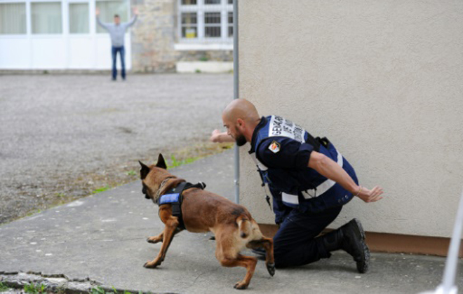 A maioria dos cães de hoje são uma mistura de seus antepassados %u200B%u200Basiáticos e europeus. Foto: AFP/Arquivos Remy Gabalda A maioria dos cães de hoje são uma mistura de seus antepassados %u200B%u200Basiáticos e europeus. Foto: AFP/Arquivos Remy Gabalda