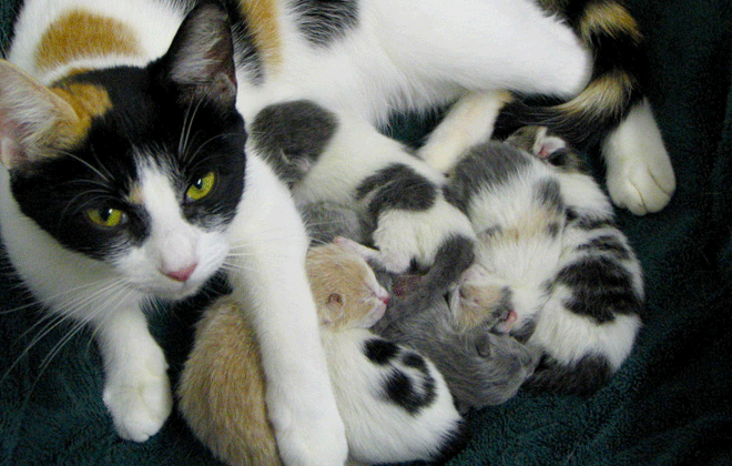 A quantidade de filhotes varia de acordo com questes genticas, como o tamanho da raa e outros fatores. Foto: Tabbie-cats/Flickr
