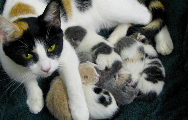 A quantidade de filhotes varia de acordo com questões genéticas, como o tamanho da raça e outros fatores. Foto: Tabbie-cats/Flickr
A quantidade de filhotes varia de acordo com questões genéticas, como o tamanho da raça e outros fatores. Foto: Tabbie-cats/Flickr