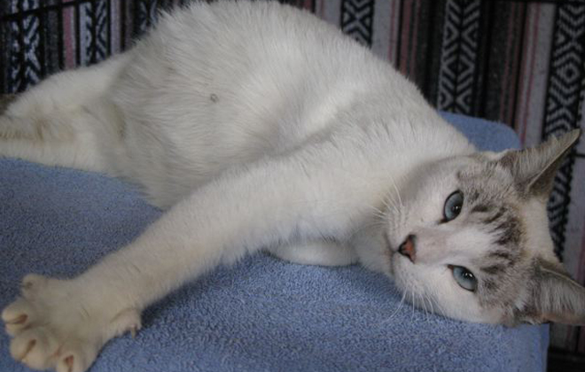 Gravidez da gata dura por volta de 65 dias e ela pode ter entre dois e 12 filhotes. Foto: Sue Rabeaux/Flickr
Gravidez da gata dura por volta de 65 dias e ela pode ter entre dois e 12 filhotes. Foto: Sue Rabeaux/Flickr