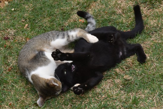 s vezes, as gatas ficam mais agressivas e os machos precisam insistir. Foto: Zuleika de Souza/@cbfotografia