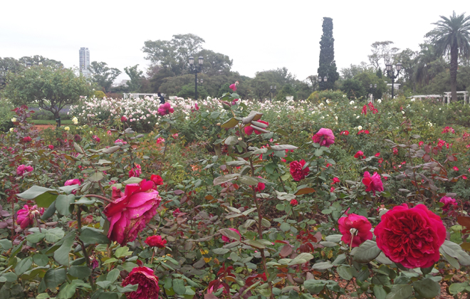 O jardim cheio de rosas  a principal atrao do rosedal. Foto: Luciana Morosini/DP