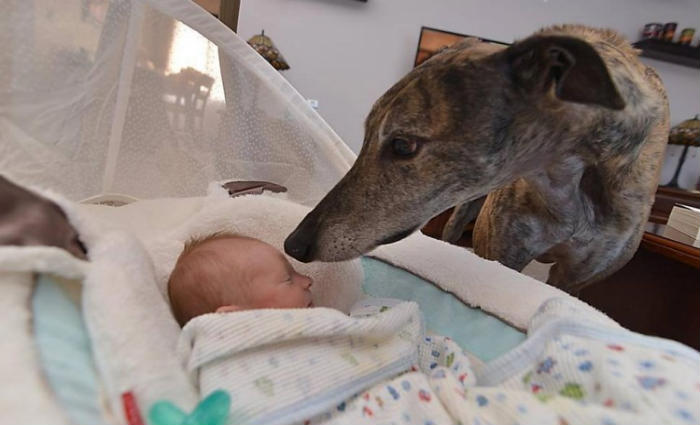 Mosley tem acesso irrestrito ao quarto de Lucas. Foto: mosleythegreyhound/Instagram/Reproduo