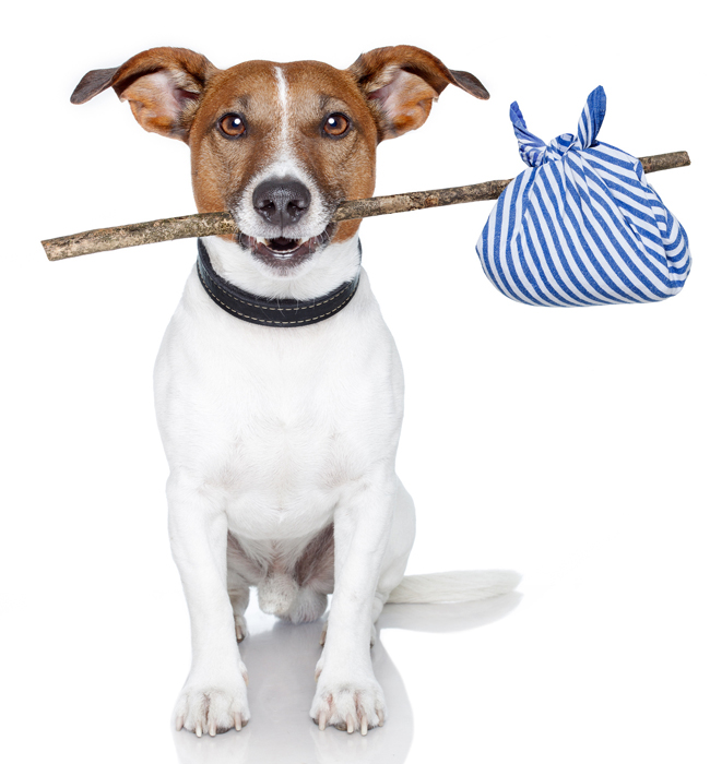 Veterinária reforça que animais com necessidades especiais demandam atendimento personalizado. Foto: Kathy Jalfon/Flickr Veterinária reforça que animais com necessidades especiais demandam atendimento personalizado. Foto: Kathy Jalfon/Flickr