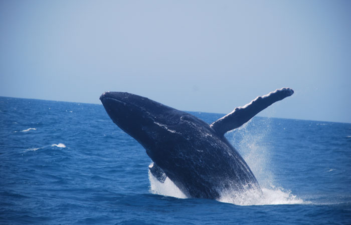 Durante o passeio, ainda  possvel contemplar o canto das baleias usando um hidrofone. Foto: Divulgao