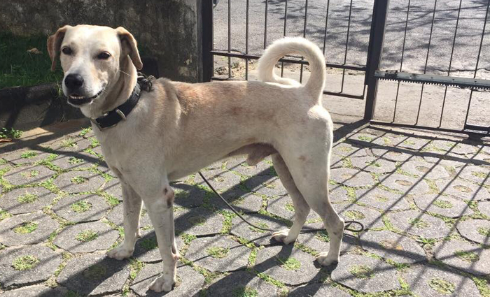 O cão, que por enquanto não tem nome, é de porte médio e descrito como "dócil e fácil de passear" Foto: Reprodução/facebook (O cão, que por enquanto não tem nome, é de porte médio e descrito como "dócil e fácil de passear" Foto: Reprodução/facebook) O cão, que por enquanto não tem nome, é de porte médio e descrito como "dócil e fácil de passear" Foto: Reprodução/facebook (O cão, que por enquanto não tem nome, é de porte médio e descrito como "dócil e fácil de passear" Foto: Reprodução/facebook)