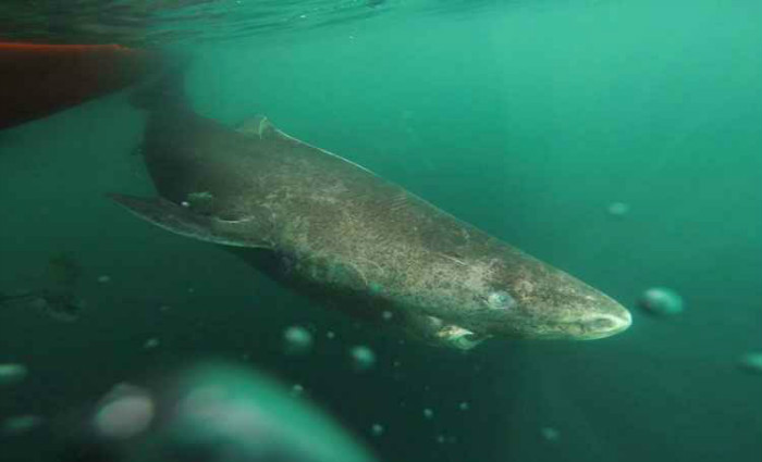 As fmeas atingem a maturidade sexual por volta dos 156 anos. Foto: Julius Nielsen/Universidade de Copenhague, Dinamarca