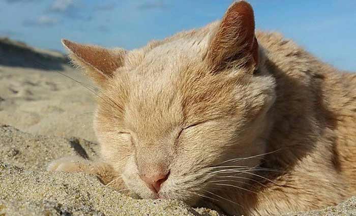 Tigger tira um cochilo em seu lugar preferido: a praia . Foto/Tigger%u2019s Story- The 21 yr. Old Cat & His Bucket List/Reproduo