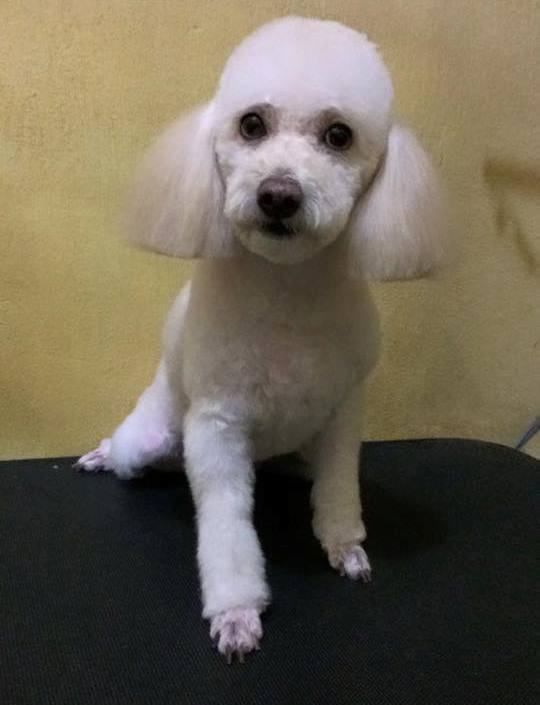 Poodle branco Nick estava no local para ser tosado. Foto: Facebook/ Reproduo