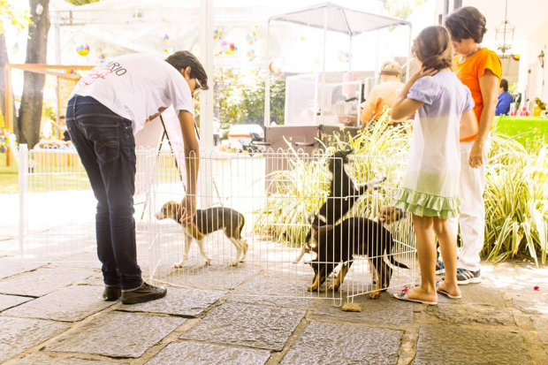 Evento rene 60 cachorrinhos e gatos para adoo responsvel. (Foto: Felipe Holanda/GiGi Pet Sitter/Divulgao)