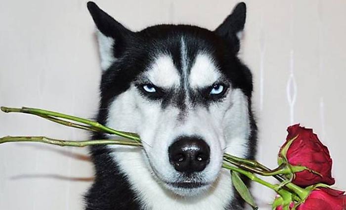 A cara de poucos amigos e a aparncia rabugenta nas fotos rendeu fama ao husky e dinheiro  Jasmine. Foto: huskyanuko/Instagram/Reproduo