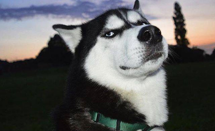 Apesar da expressão, o cão é adorável e gosta muito de de brincar, segundo sua dona. Foto: huskyanuko/Instagram/Reprodução Apesar da expressão, o cão é adorável e gosta muito de de brincar, segundo sua dona. Foto: huskyanuko/Instagram/Reprodução