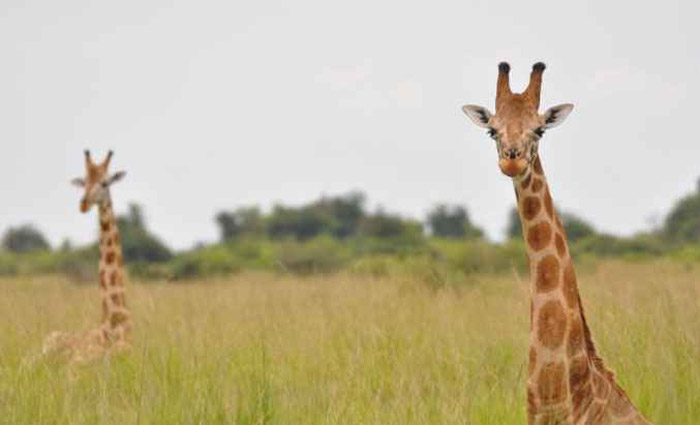 
A girafa-nbia, primeira a ser descrita, se torna agora uma subespcie da girafa-do-norte, uma das mais ameaadas de extino. Foto: Julian Fennessy/Divulgao