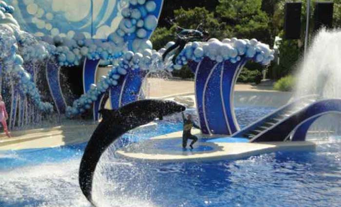 Em março, o parque anunciou o cancelamento de seu programa de espetáculos com orcas. Foto: Domínio Público Em março, o parque anunciou o cancelamento de seu programa de espetáculos com orcas. Foto: Domínio Público