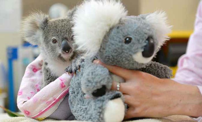 Shayne perdeu a me aos nove meses de idade. Foto: Ben Beaden/Australia Zoo/AFP