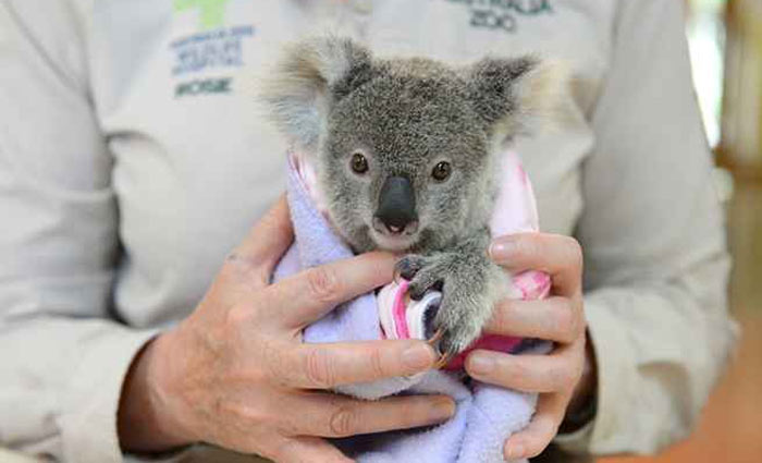 Shayne  um dos vrios animais da espcie que recebem tratamento no hospital. Foto: Ben Beaden/Australia Zoo/AFP