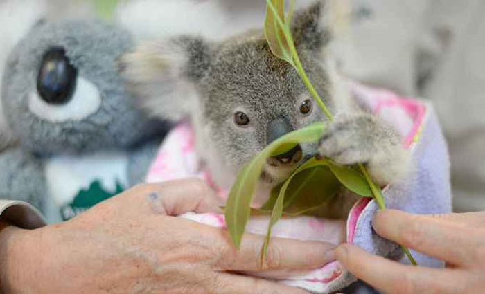 Recuperao: desde o resgate, uma coala de pelcia ajuda o beb coala a se recuperar da perda prematura da me. Foto: Ben Beaden/Australia Zoo/AFP