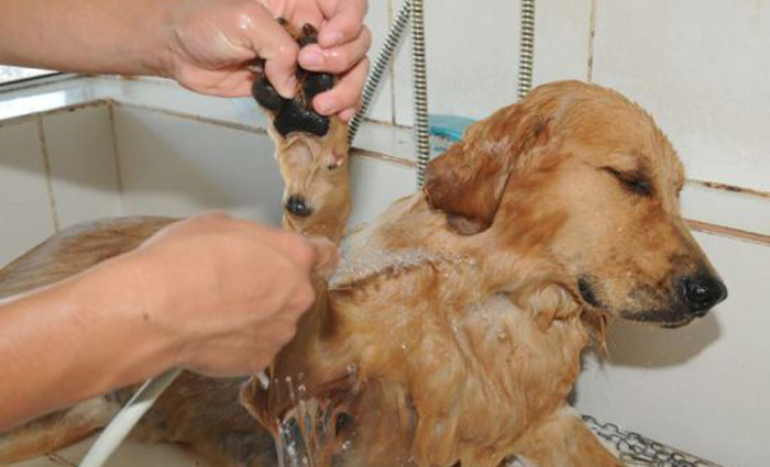 As câmeras deverão ser instaladas no local específico para tratamento, higiene e estética dos animais. Foto: Zuleika de Souza/Arquivo/CB/D.A Press As câmeras deverão ser instaladas no local específico para tratamento, higiene e estética dos animais. Foto: Zuleika de Souza/Arquivo/CB/D.A Press