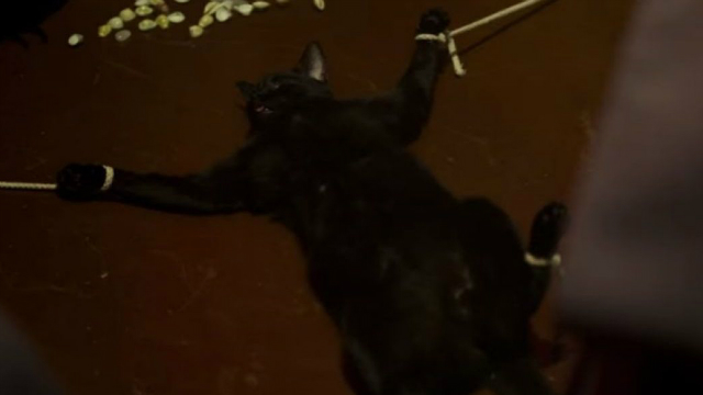 Cena de gato sendo torturado causou revolta. Foto: TV Globo/Reproduo