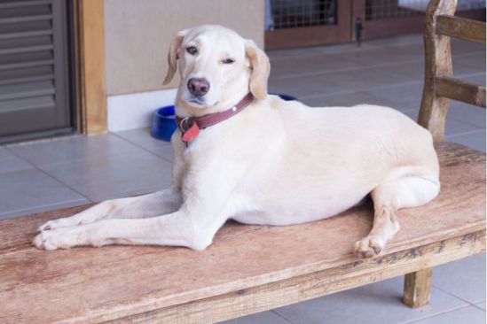 Jojo, um vira-lata de 4 anos, tem uma pata mais curta do que as outras. Foto: Arquivo pessoal