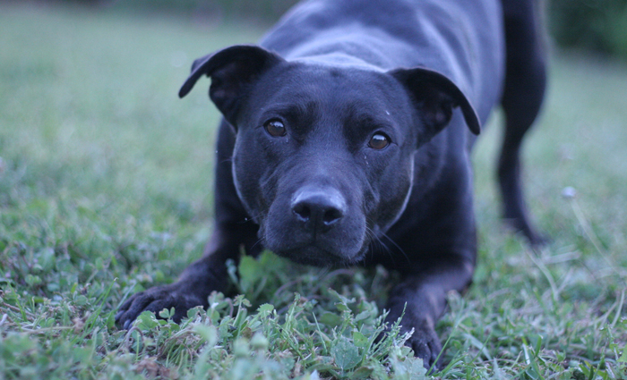 O levantamento identificou mais de 3,7 mil nomes diferentes de cães brasileiros. Foto: Dayna Ransley/Flickr O levantamento identificou mais de 3,7 mil nomes diferentes de cães brasileiros. Foto: Dayna Ransley/Flickr