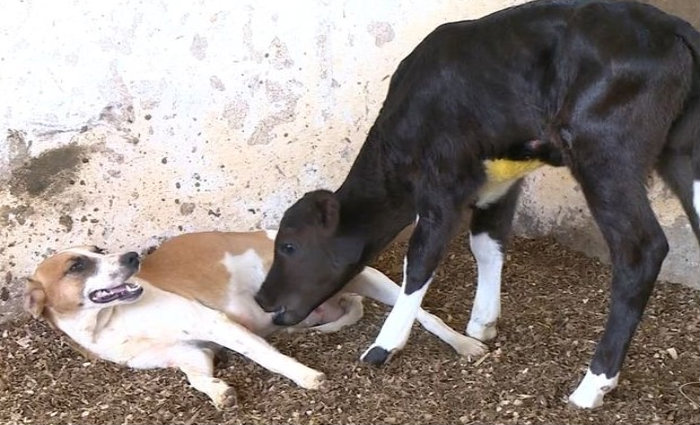 O veterinrio Stelio Simes, a bezerra foi propositalmente separada da me aps o nascimento. Foto: Reproduo/Internet (O veterinrio Stelio Simes, a bezerra foi propositalmente separada da me aps o nascimento. Foto: Reproduo/Internet)