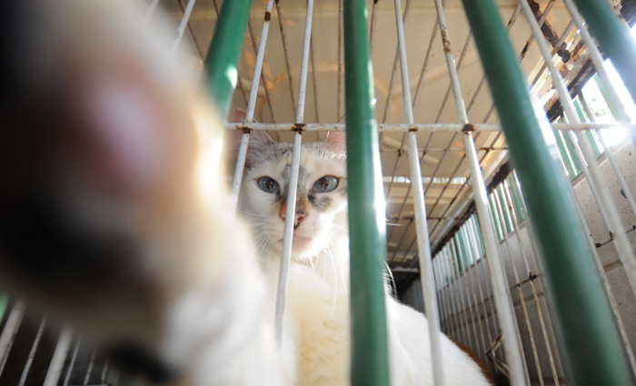 Os cães e gatos para adoção estão microchipados e castrados. Foto: Guilherme Veríssimo/Arquivo DP Os cães e gatos para adoção estão microchipados e castrados. Foto: Guilherme Veríssimo/Arquivo DP