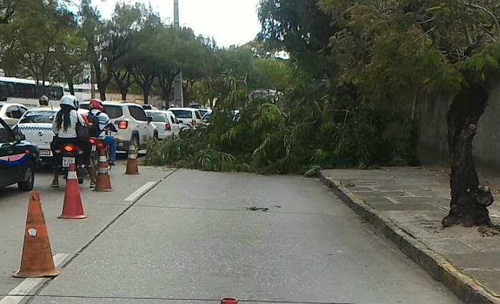 rvore cai e interrompe trnsito na Avenida Abdias de Carvalho, sentido centro. Foto: CTTU/ Divulgao