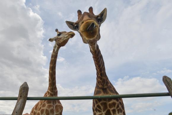 A populao mundial de girafas sofreu reduo de 40% nos ltimos 30 anos, passando de 155 mil em 1985 para pouco mais de 97 mil em 2015. Foto: Arquivo/EBC (A populao mundial de girafas sofreu reduo de 40% nos ltimos 30 anos, passando de 155 mil em 1985 para pouco mais de 97 mil em 2015. Foto: Arquivo/EBC)