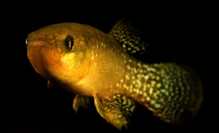 Populações de killifishes encontradas em estuários extremamente poluídos toleravam os efeitos tóxicos causados pelos poluentes presentes na água. Foto: Andrew Whitehead/UC Davis/Divulgação (Populações de killifishes encontradas em estuários extremamente poluídos toleravam os efeitos tóxicos causados pelos poluentes presentes na água. Foto: Andrew Whitehead/UC Davis/Divulgação) Populações de killifishes encontradas em estuários extremamente poluídos toleravam os efeitos tóxicos causados pelos poluentes presentes na água. Foto: Andrew Whitehead/UC Davis/Divulgação (Populações de killifishes encontradas em estuários extremamente poluídos toleravam os efeitos tóxicos causados pelos poluentes presentes na água. Foto: Andrew Whitehead/UC Davis/Divulgação)