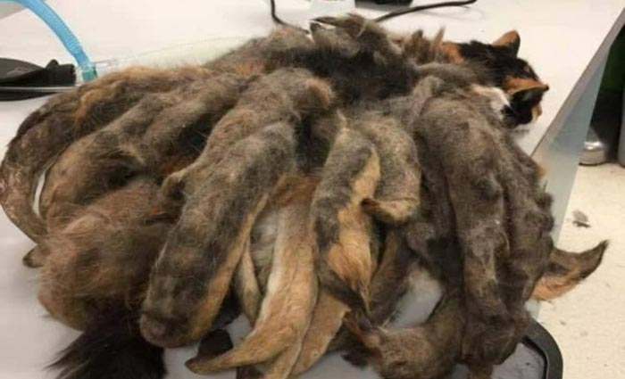 Uma possível explicação que os profissionais encontraram para a situação de Hidey é seu peso, o que torna mais difícil que ela consiga se limpar. Foto: Western PA Humane Society/Divulgação Uma possível explicação que os profissionais encontraram para a situação de Hidey é seu peso, o que torna mais difícil que ela consiga se limpar. Foto: Western PA Humane Society/Divulgação
