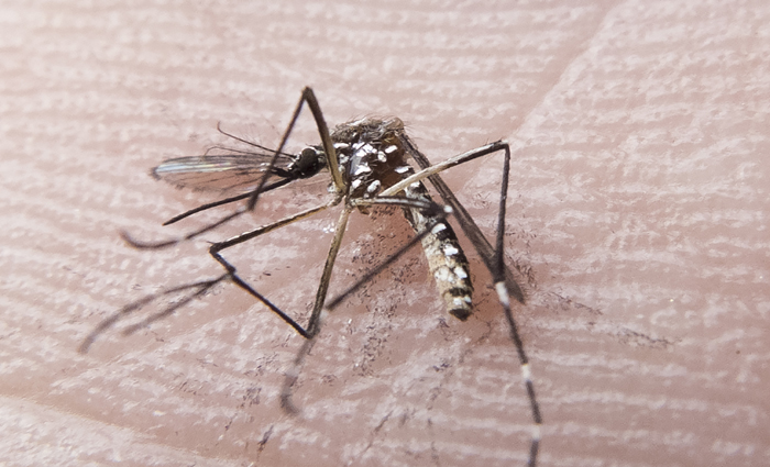O ministro da Sade reiterou que o problema  srio porque o mosquito  o transmissor universal de vrus, que comeou com a epidemia de dengue, zika e agora chikungunya. Foto: Rafael Neddermeyer/Fotos Pblicas