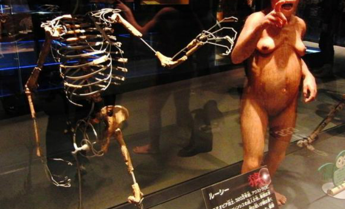 Fsseis da australopithecos Lucy. Foto: Momotarou2012/ Wikimedia Commons (Fsseis da australopithecos Lucy. Foto: Momotarou2012/ Wikimedia Commons)