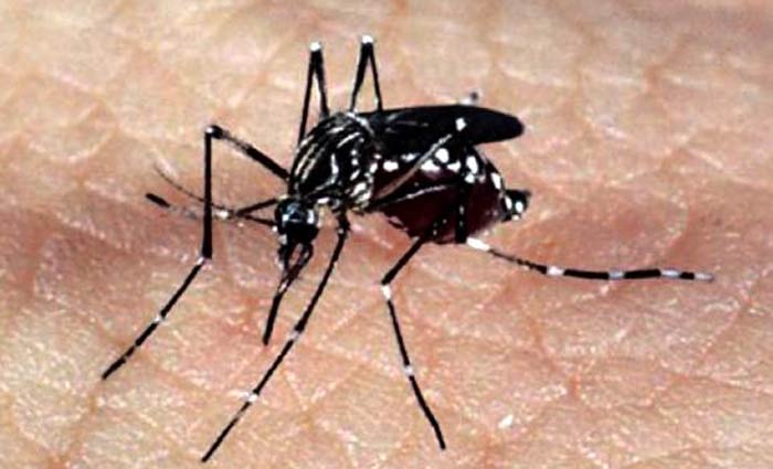 A doena infecciosa pode ser transmitida pelos mosquitos Aedes aegypti e Aedes albopictus. Foto: Agncia Brasil/Arquivo
