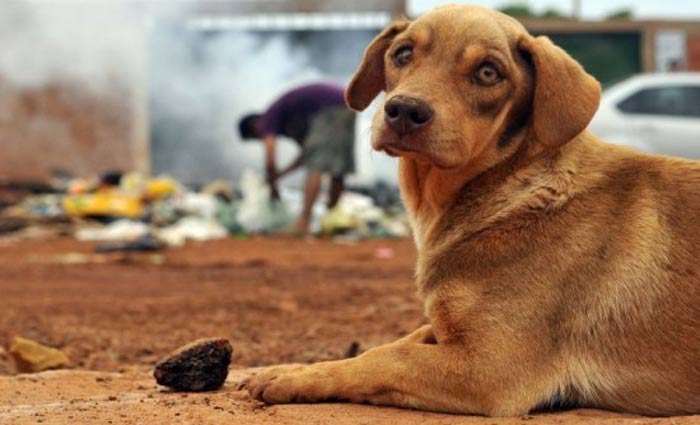 Proposta dispõe sobre a conduta de médicos veterinários e zootecnistas em relação a maus-tratos contra animais vertebrados. Foto: Minervino Júnior/CB/D.A. Press Proposta dispõe sobre a conduta de médicos veterinários e zootecnistas em relação a maus-tratos contra animais vertebrados. Foto: Minervino Júnior/CB/D.A. Press