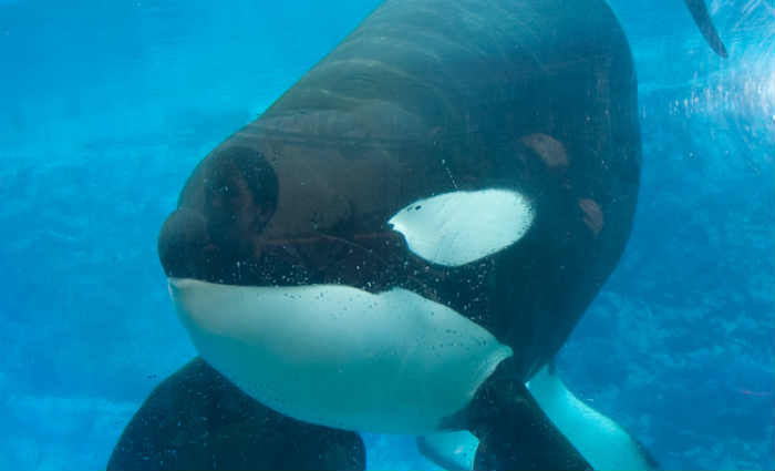 Tilikum matou sua treinadora, Dawn Brancheau, em 2010. Foto: SeaWorld/Divulgao