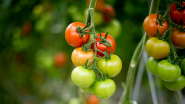 A espcie  muito similar aos tomates atuais em uma jazida da Patagnia. Foto: AFP/Arquivos Johannes Eisele/Reproduo